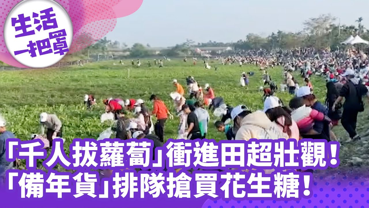 《生活一把罩》「千人拔蘿蔔」衝進田超壯觀！ 「備年貨」排隊搶買花生糖！