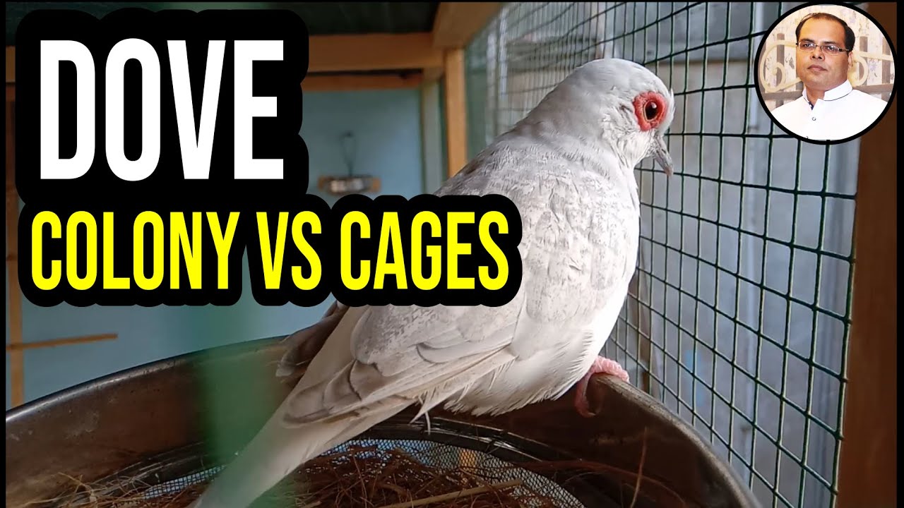 Experiment and Comparison of Dove Colony and Dove in cages |Zaheer birds|In Urdu, Hindi.