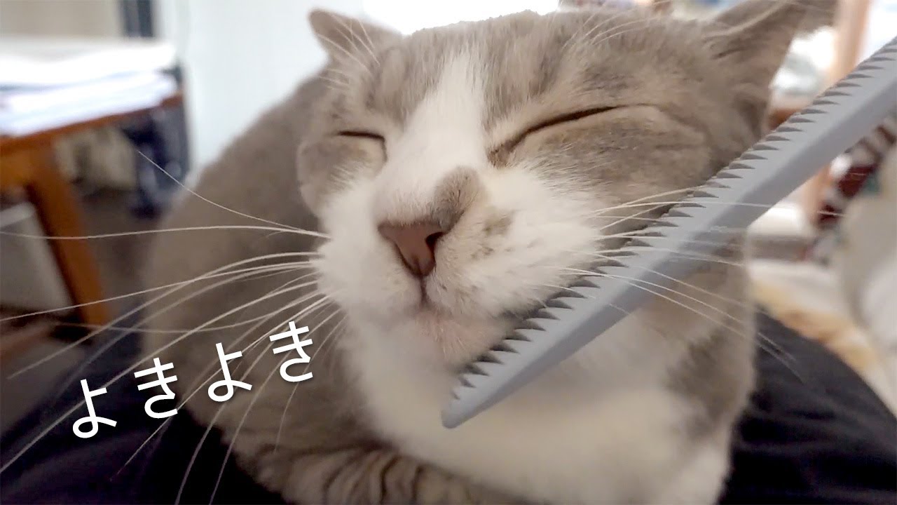 ねこじゃすりでこねくりまわされる猫 | #モアクリ Vlog033