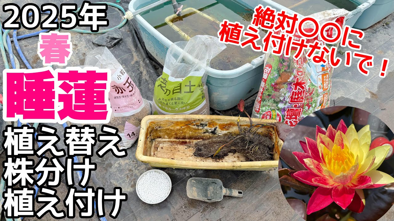 開花させたいなら必須！2025年睡蓮植え替え、株分け、植え付け方法！○○に注意して植え付けてください！メダカ睡蓮ビオトープ