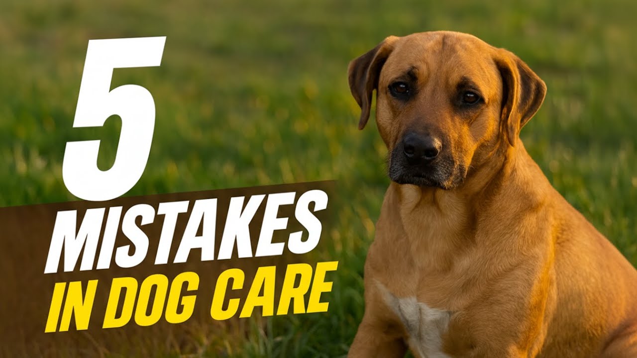 Never Make These 5 Mistakes in Dog Care