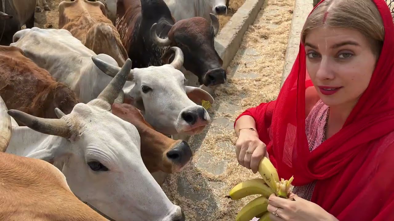 feeding injured cows with mom | Gau seva at Radha kund
