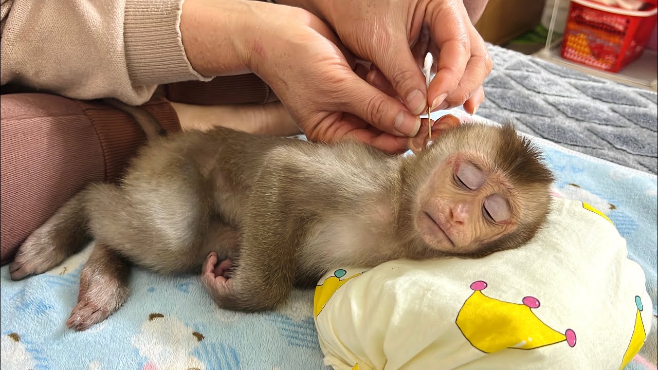Baby monkey Tina fell asleep as her mother gently cleaned her ears.