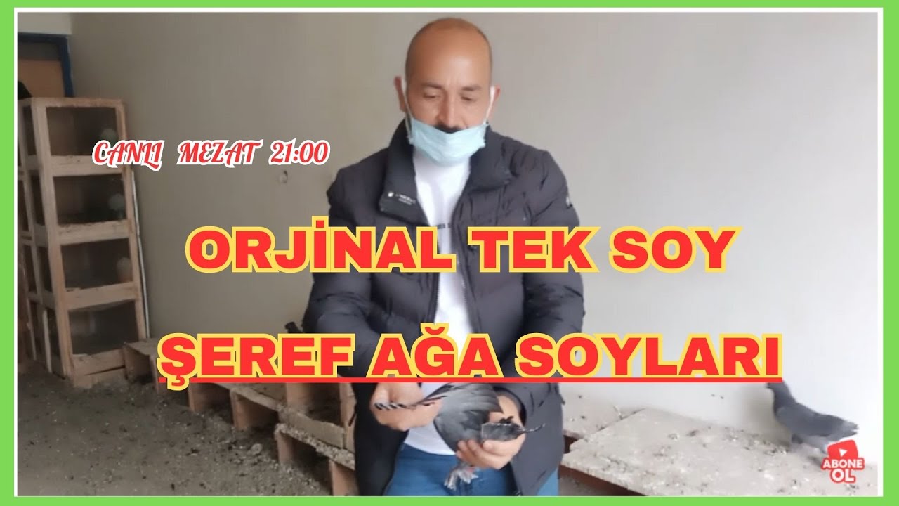Orijinal Şeref Ağa Tek Soy Yıllardır Saklanan Kuşlar Limitsiz Ve İmkansız Kuşlar