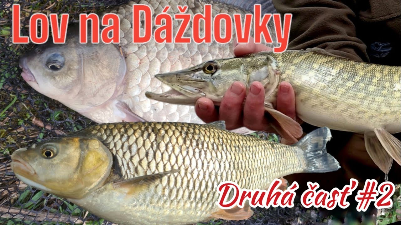 Lov na Dáždovky/Lov na Rousnice/Lov na Hnojaky/Druhá časť 2/ #fishing