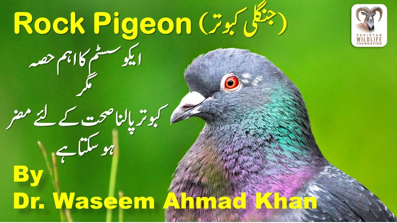Rock Pigeon and Eco System