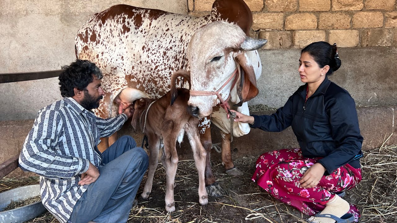 Koi pan jaat ni dava no levay sarir mate koi nani bimari maa