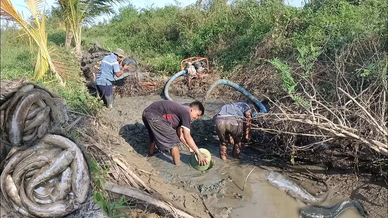Nguras Parit Semak .!!.Awalnya Dikira Tidak Ada Ikan setelah air kering gabus besar keluar semua 