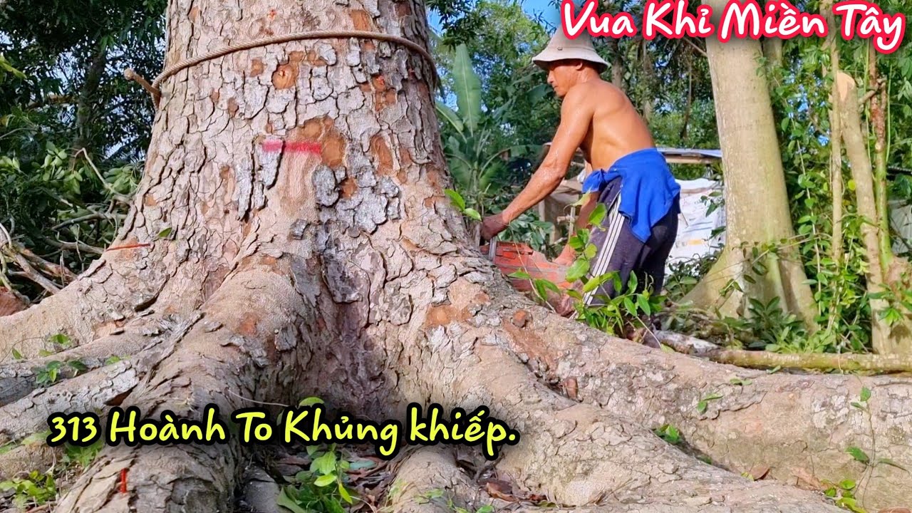 Vua Khỉ Miền Tây cưa cây Xà Cừ Khủng.