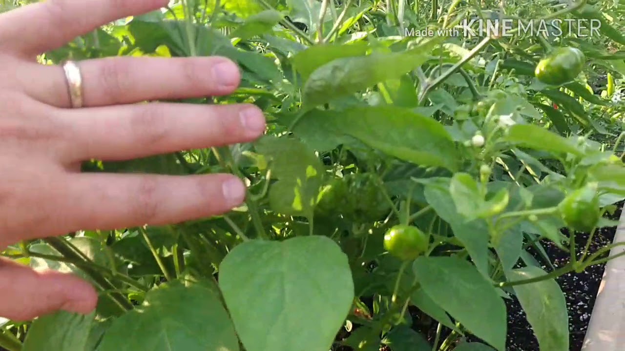 Pepper Review: Brazilian Starfish (Orange)