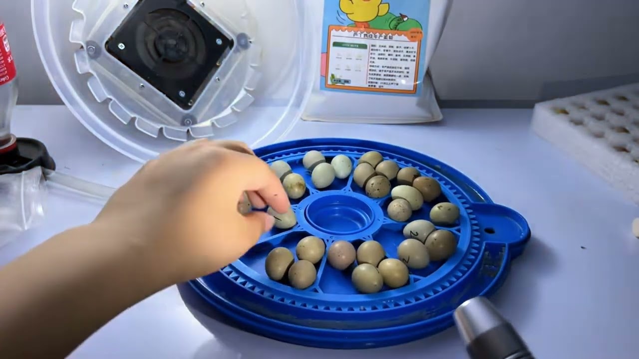 照蛋，看看可爱的蛋蛋们有什么迹象//芦丁鸡蛋