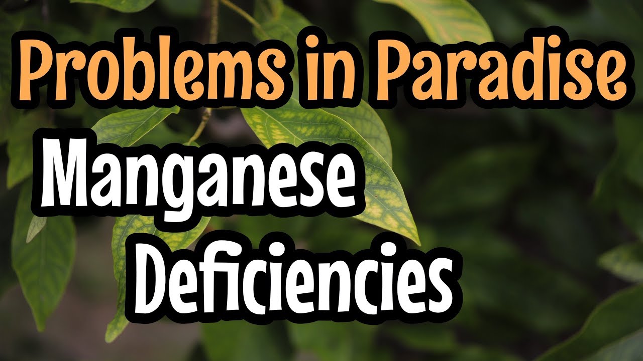 Problems in Paradise- Manganese Deficiencies in Avocado Trees