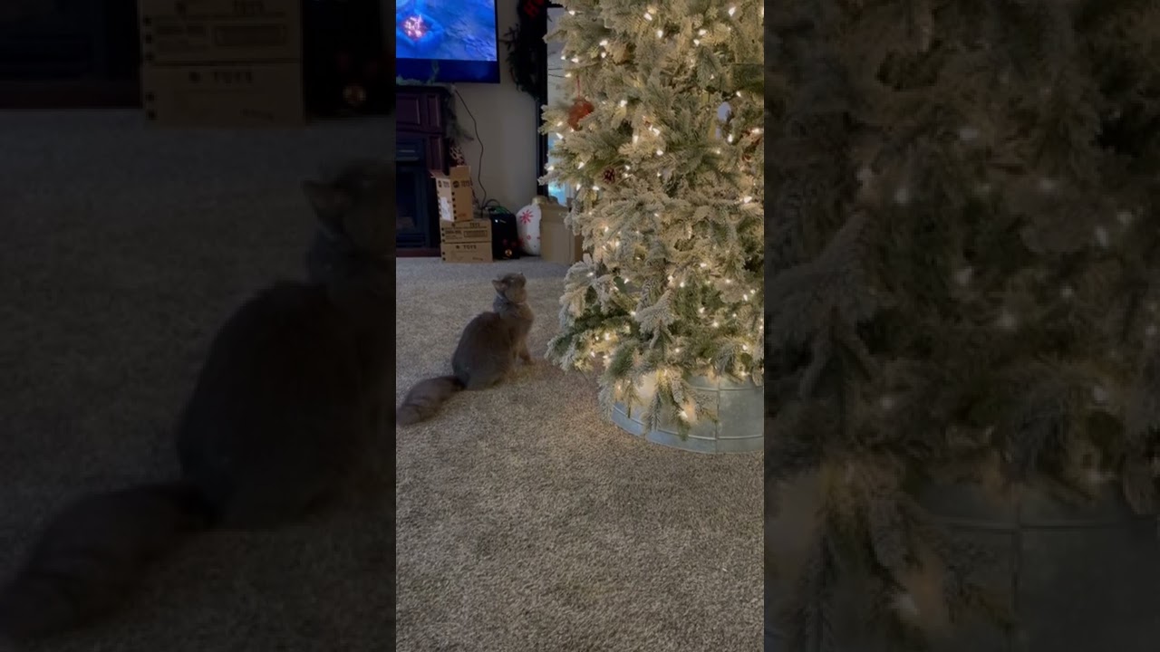 Fat Cat Jumping #Badkitty #badcat #tiktok #fatcat #tiktokkitty #jumping #christmas #christmastree
