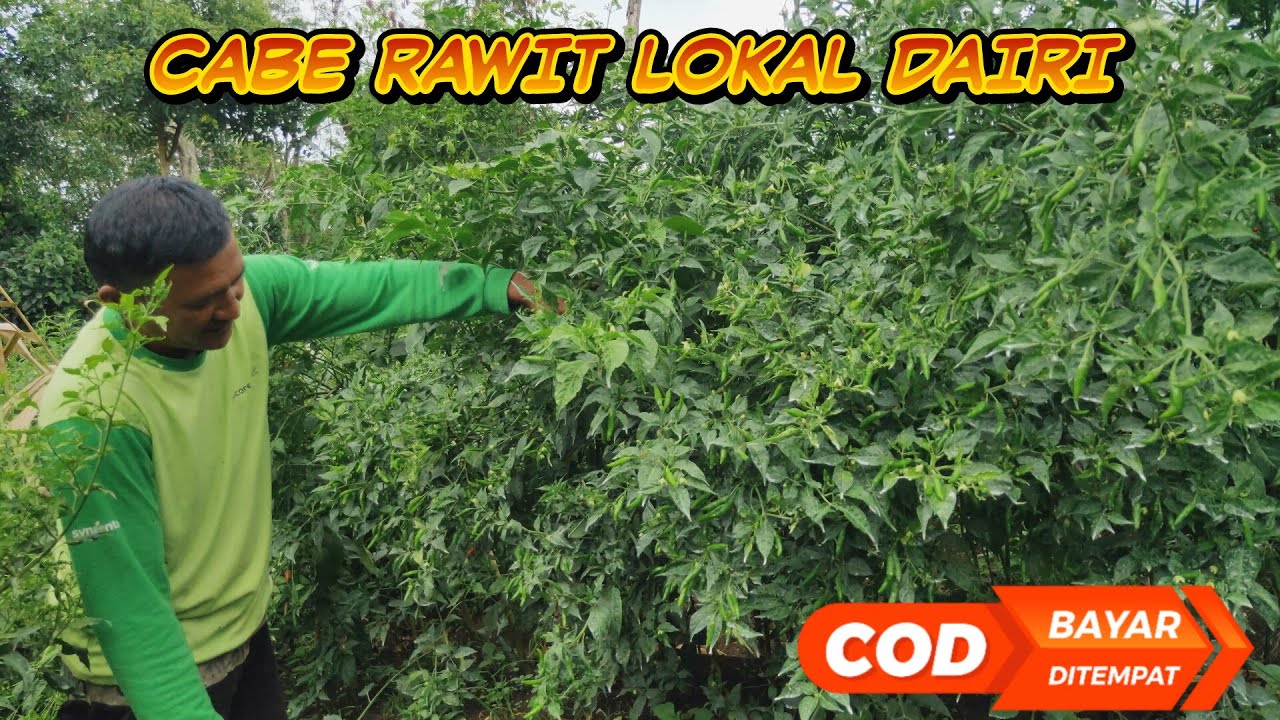 Cabe Rawit || Perkembangan Cabe rawit lokal dairi kita Part II Cabe rawit viral