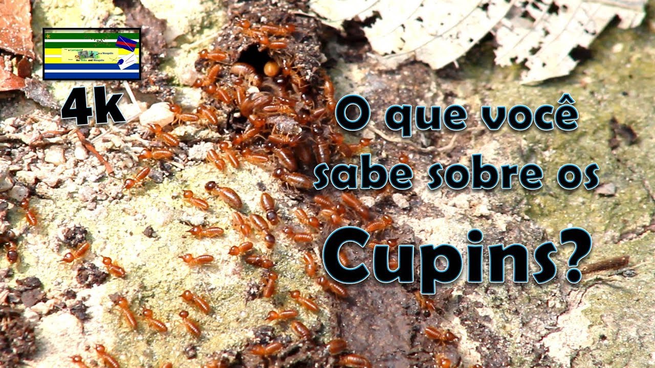 Vida selvagem - Cupins