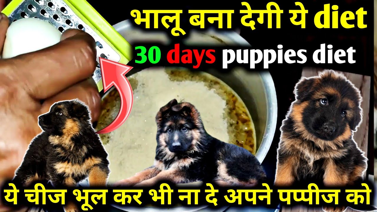 ये diet दो भालू जैसे बनेंगे डॉग्स || 30 days puppies diet || ये गलती ये भी मत देना अपने पप्पीज़ को