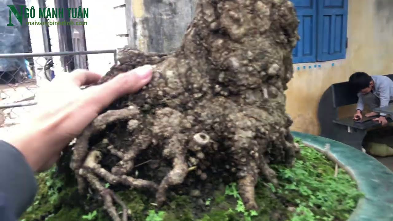 CÂY MAI XÙ DÁNG VĂN NHÂN.