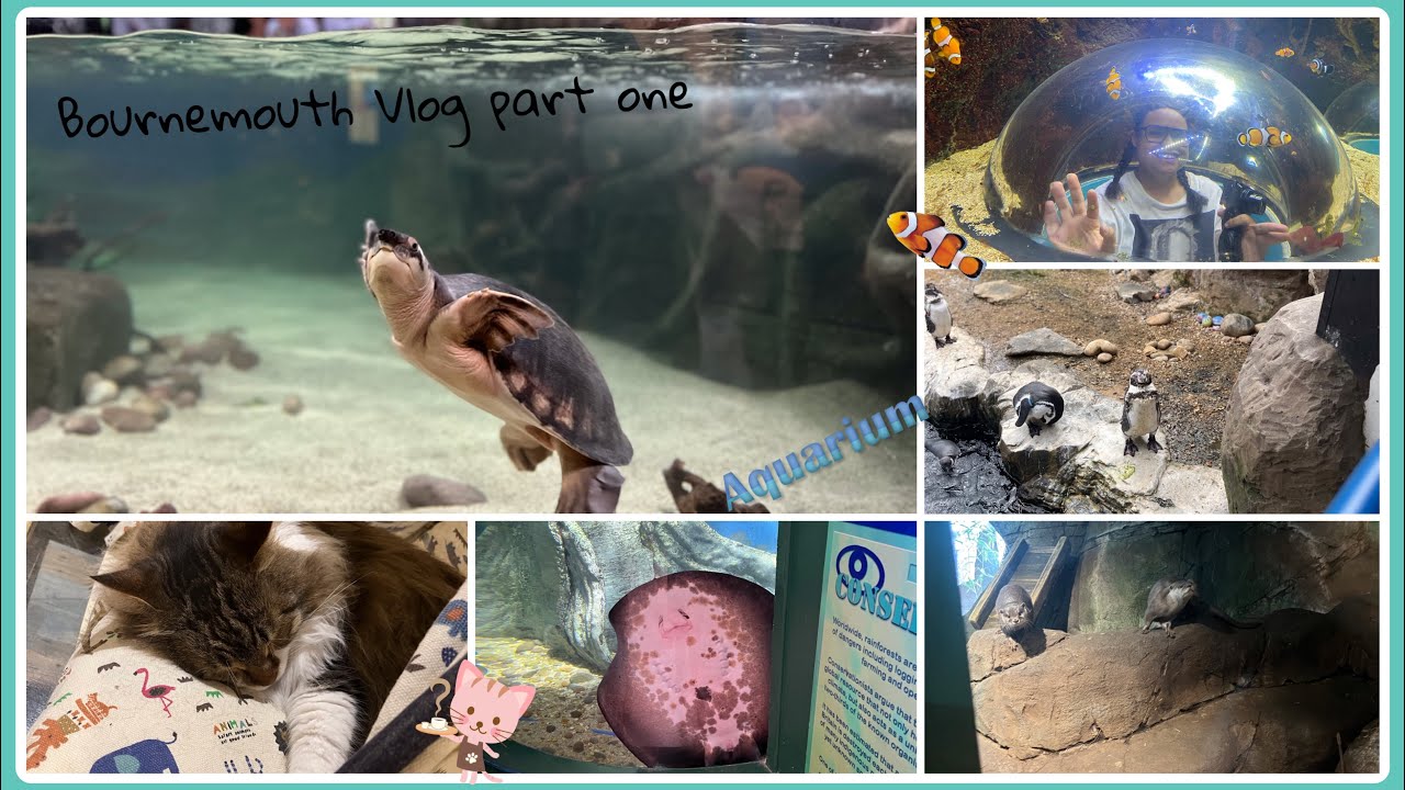 Bournemouth Vlog || Otters feeding time and i got bit my by a cat (part one)