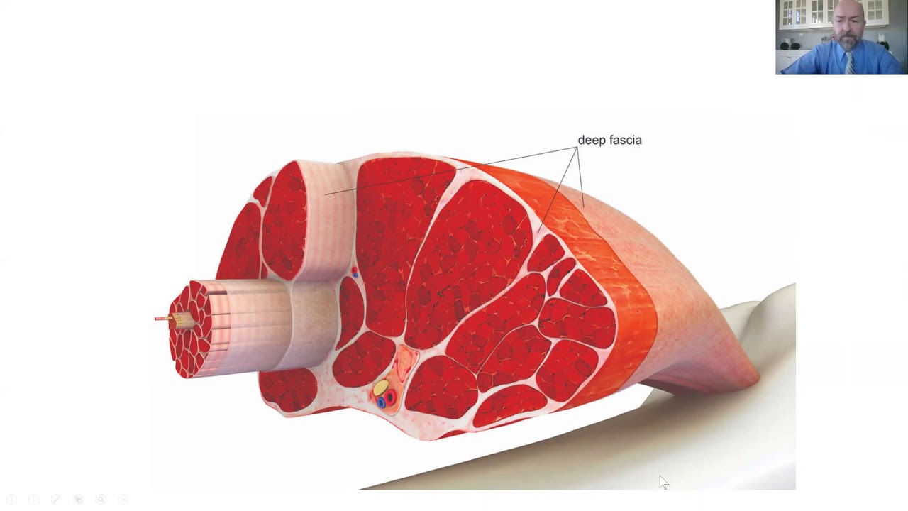 How Tongue Disfunction Affects Craniofacial Development