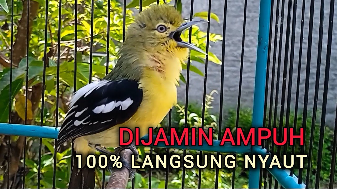 Pancingan Sirtu Cipoh VARIASI ampuh merangsang bunyi DIJAMIN AMPUH! 