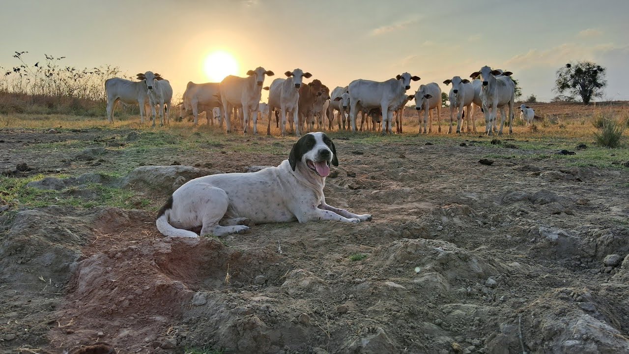 Mazzaropi Sentindo-se o Rei dos Animais 