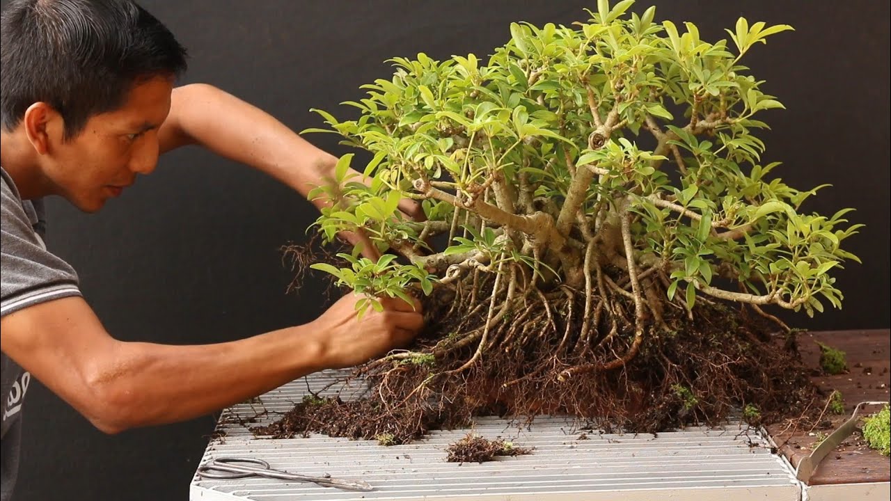 schefflera estilo BANYAN _ TRASPLANTE