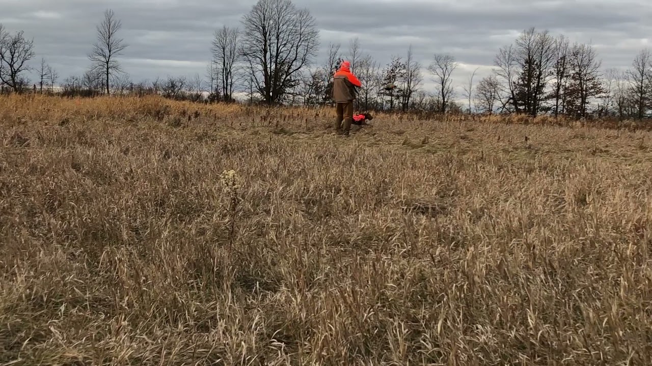 Airedale Terrier Tanner Pheasant Hunting Bringing Back a Trap 2020-11-29