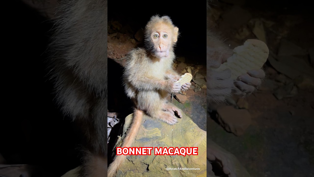 Bonnet Macaque | Explore | BycatchAndAdventures #ape #monkey #shorts #youtubeshorts