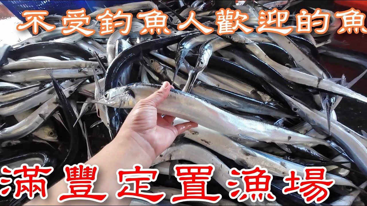 屏東滿豐定置漁場丨滿滿一堆竟然沒人買不受釣魚人歡迎的魚?丨這魚蛋吃起來有點噁心