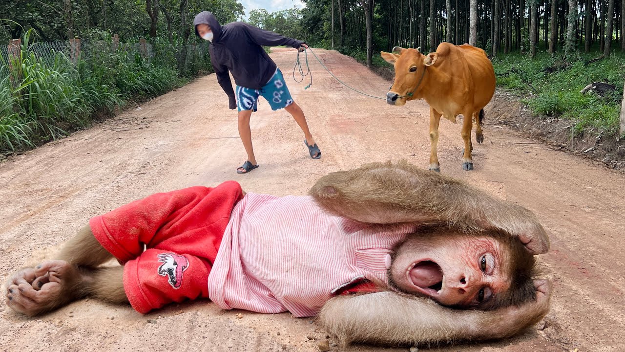 Cutis cried scared when busy playing makes lose mom's cow!
