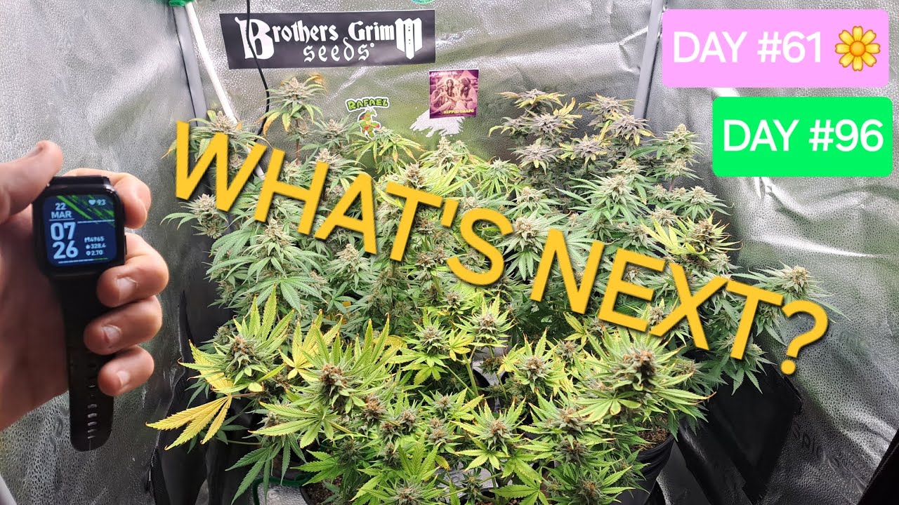 SEED TO HARVEST Flower Day #61! The 2x2 SOG under 1 Spider Farmer SF1000 301H is almost complete!