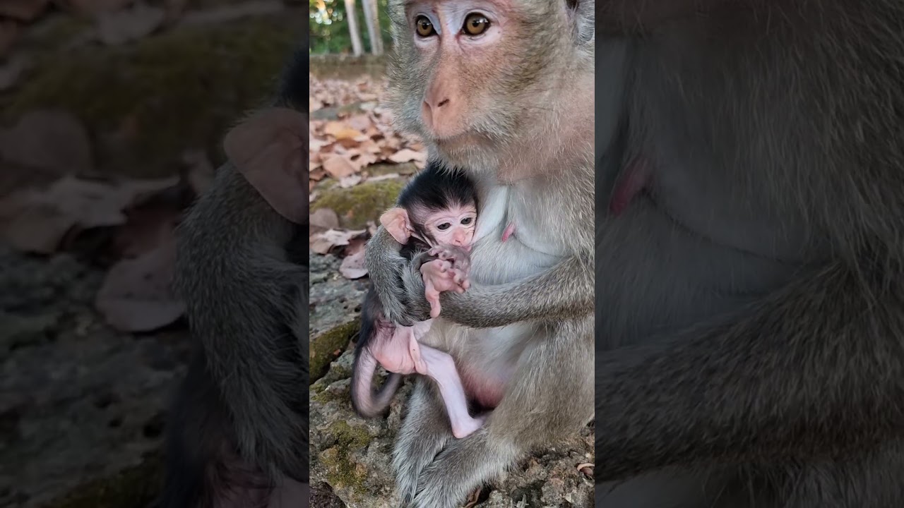 Feeding Animals, Cute Baby Animal 
