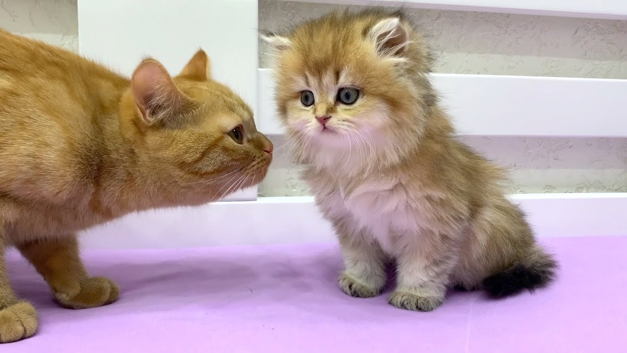 Знакомство с котами, маленькая кошечка Злата показала свой характер