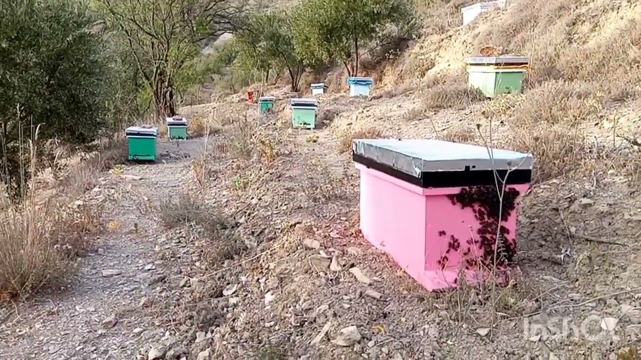 معلومات مهمة في  تربية النحل
