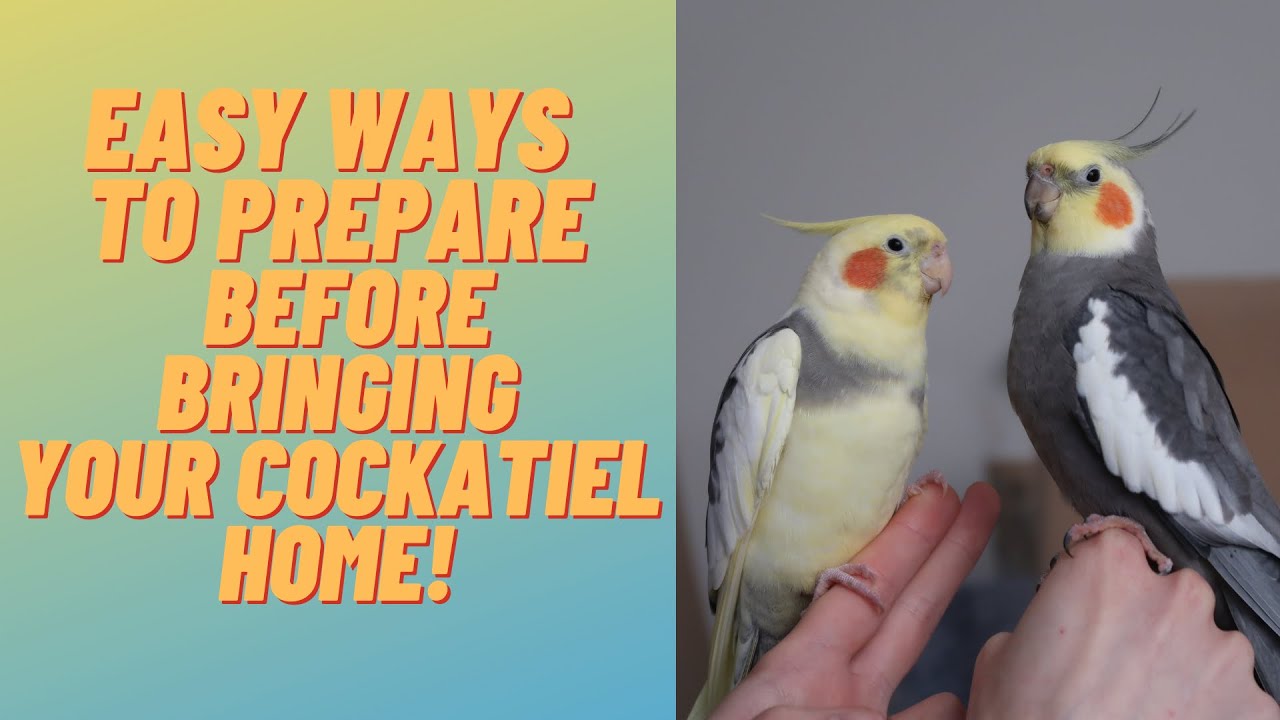 Советы по подготовке к появлению нового питомца — корелла | TheParrotTeacher