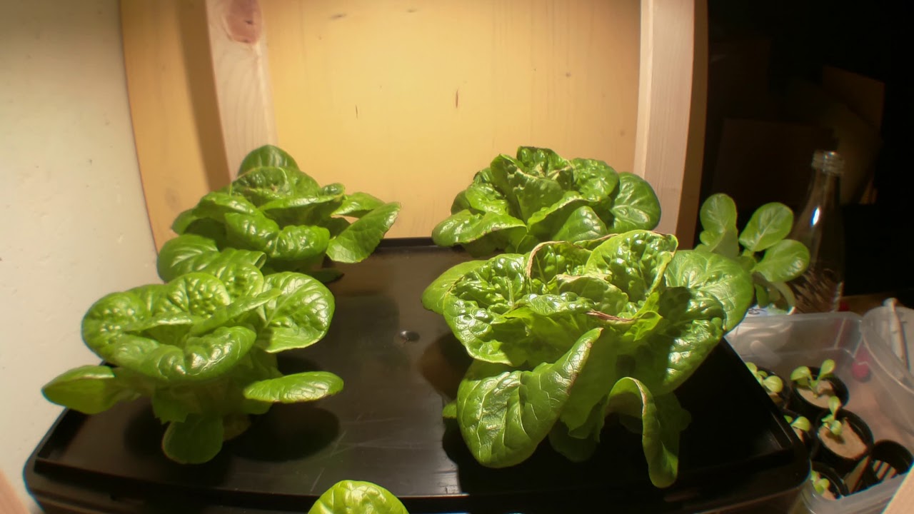 Mini Romana Salad grown without daylight