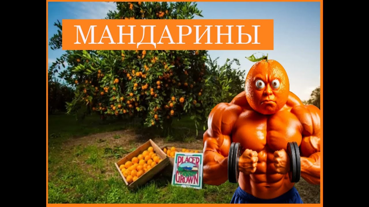 Откуда мандарины? Когда и где они растут? Самые вкусные виды.