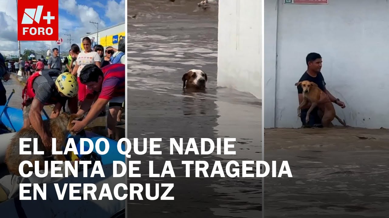 Inundaciones en Veracruz: Mascotas atrapadas y rescates en Poza Rica y Álamo - Las Noticias