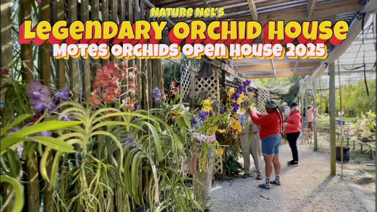 Motes Orchids Open House Day 1! Five years waiting. Check out their amazing Vanda crosses😍