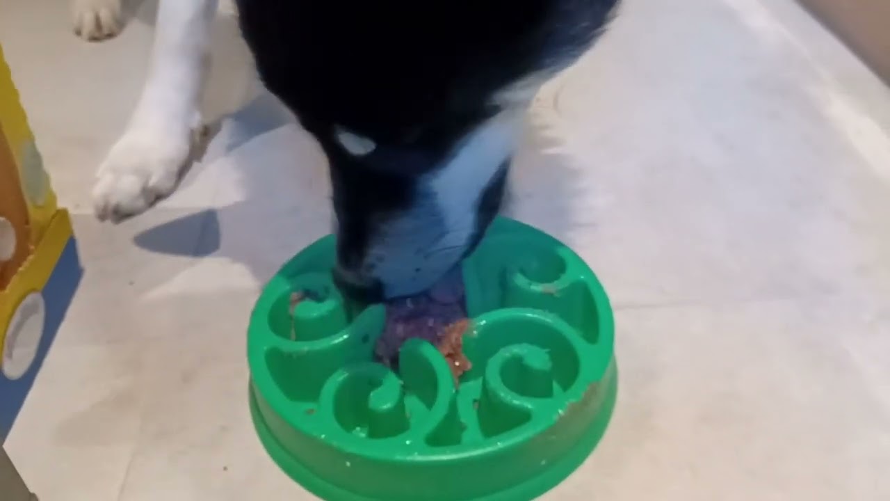 Dinner time | 🖤 Black Husky ASMR 🐺