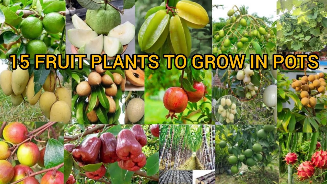 15 Fruit Trees that are too EASY to GROW in the Rooftop Garden.ছাদবাগানে সহজে হয় একাধিক বারোমাসি ফল