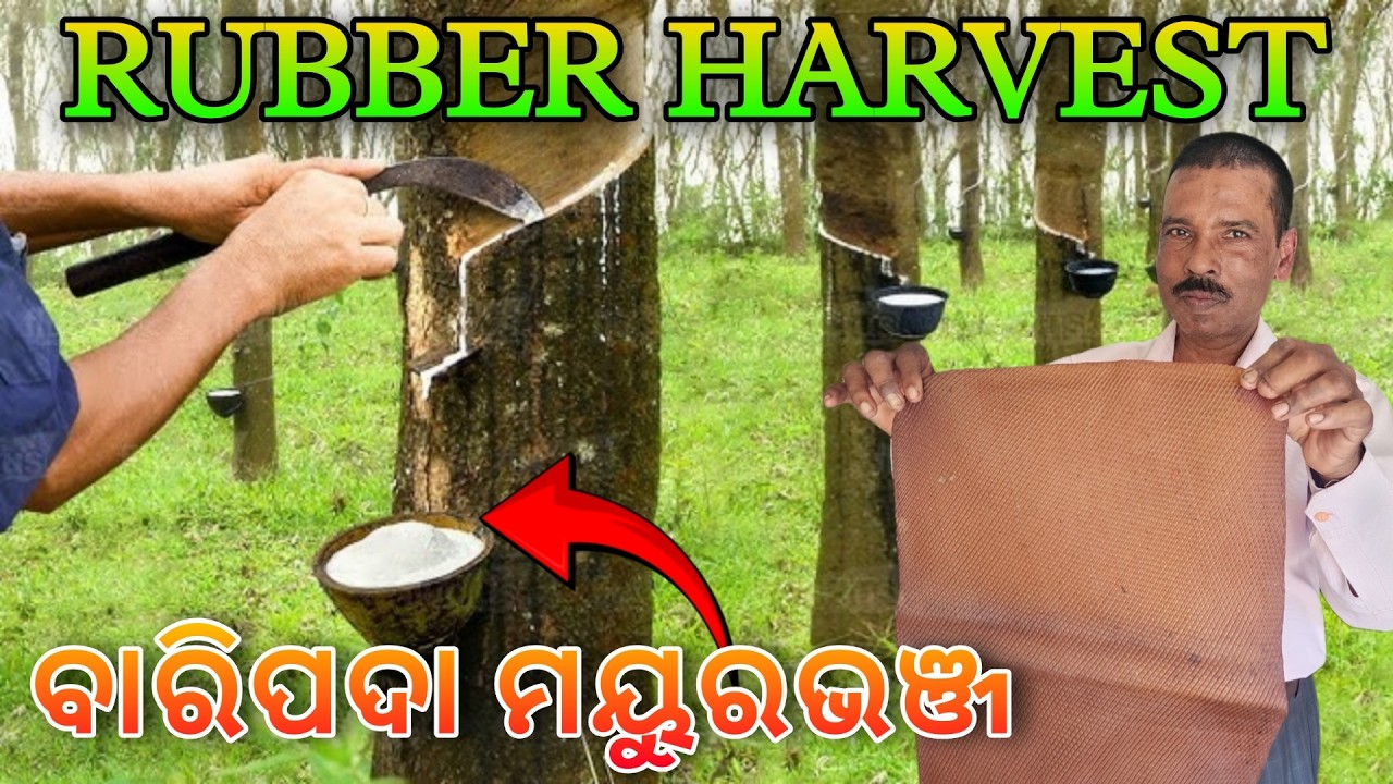 MAYURBHANJ RUBBER FACTORY ❤️ ମୟୂରଭଞ୍ଜ ରେ ତିଆରି ହୋଉଛି ରବର Rubber Harvesting in Odisha Baripada