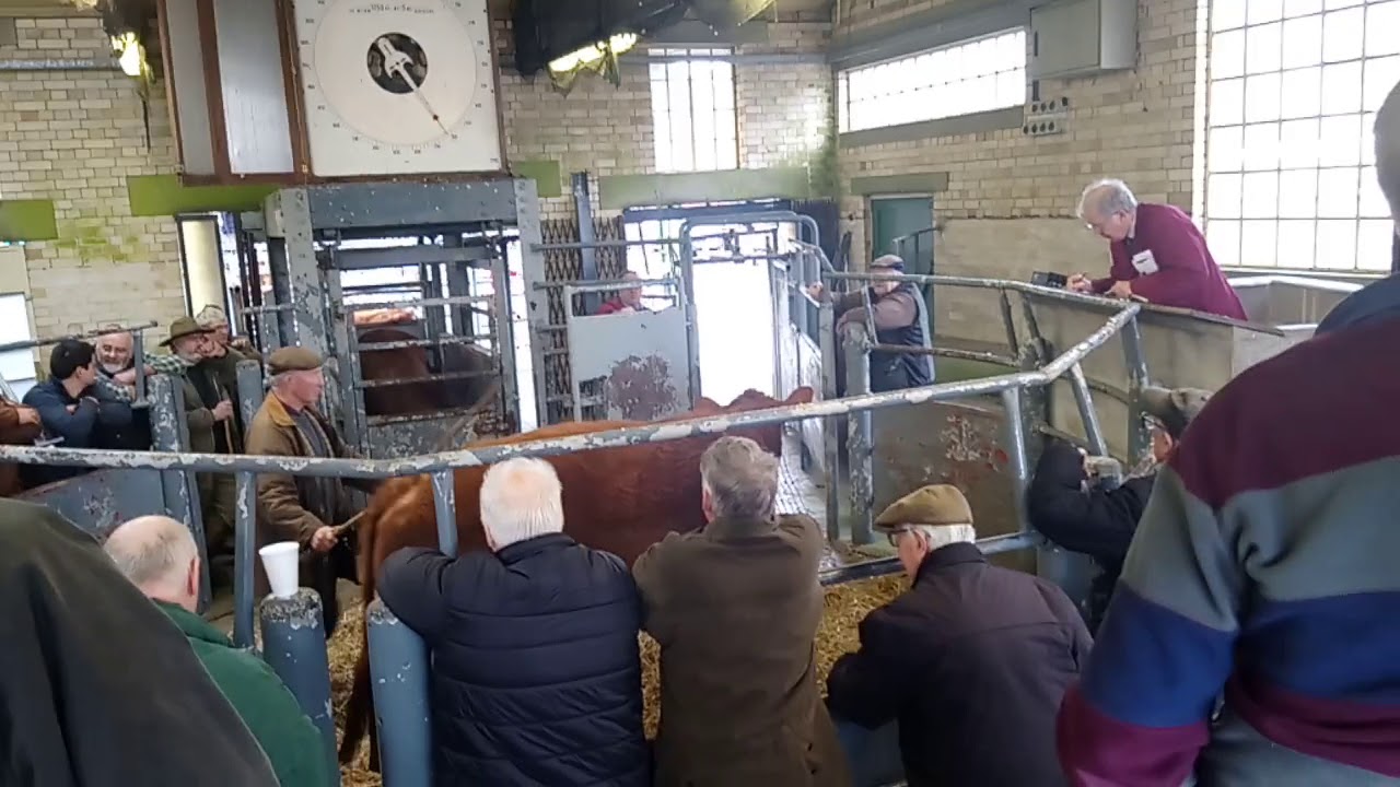 NEWTON ABBOT CATTLE MART PT2 6/3/2019