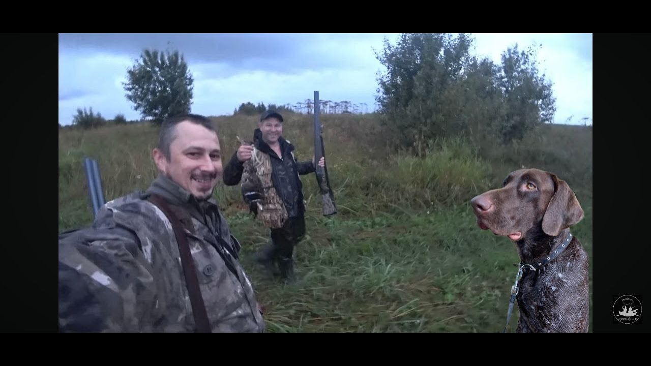 Отличная утиная охота на вечерней зорьке с собакой!