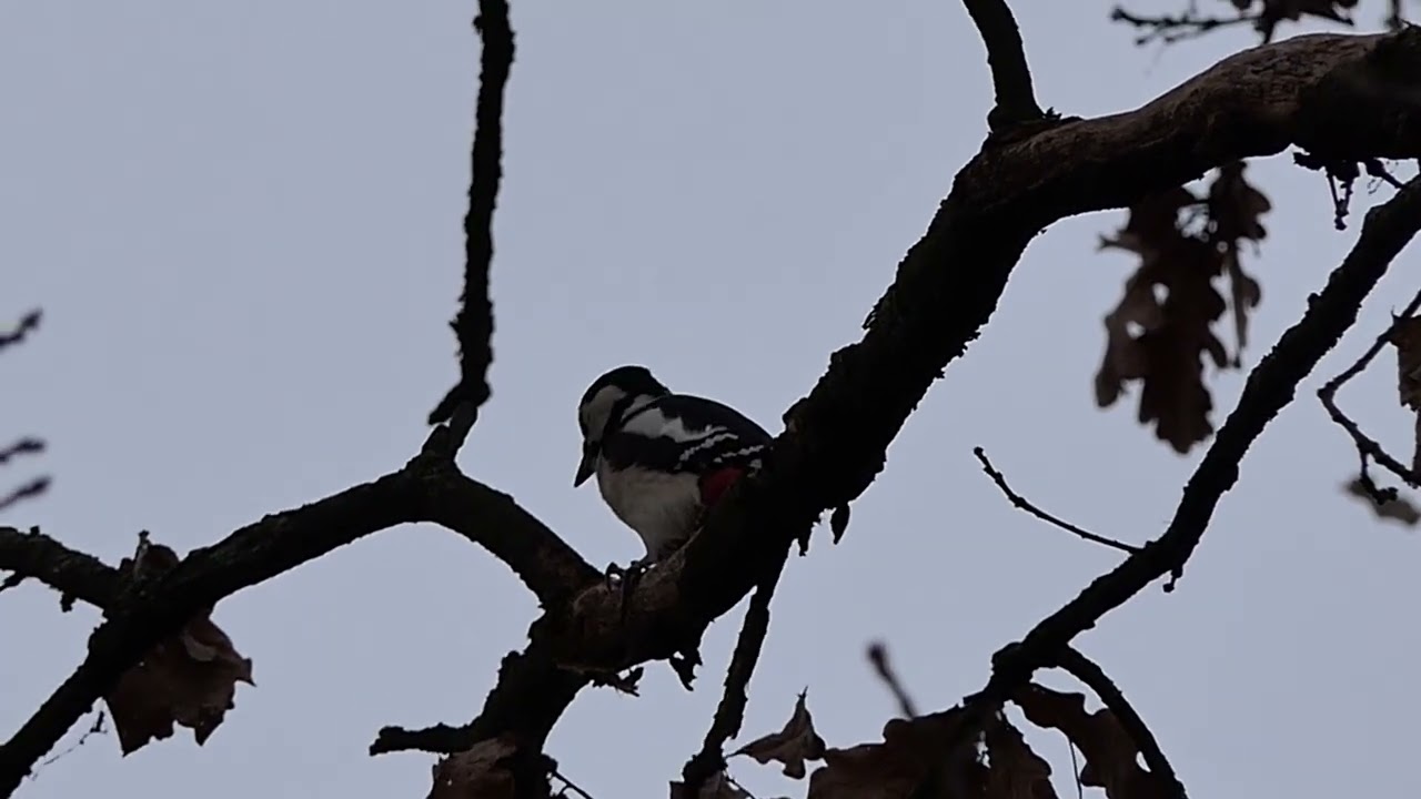 Zwarte kraai, pimpelmees, roodborst 2x, vink, grote bonte specht en zonsondergang in Deurne