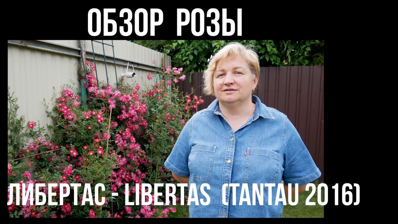 Обзор розы  Либертас (Плетистая) - Libertas  (Tantau 2016)