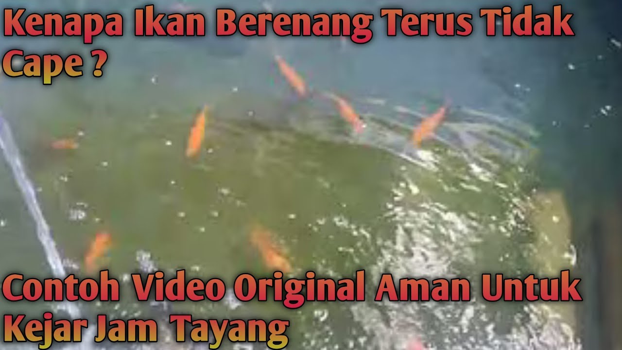 Kenapa Ikan Berenang Terus Tidak Cape ? || Contoh Video Original Aman Untuk Kejar Jam Tayang