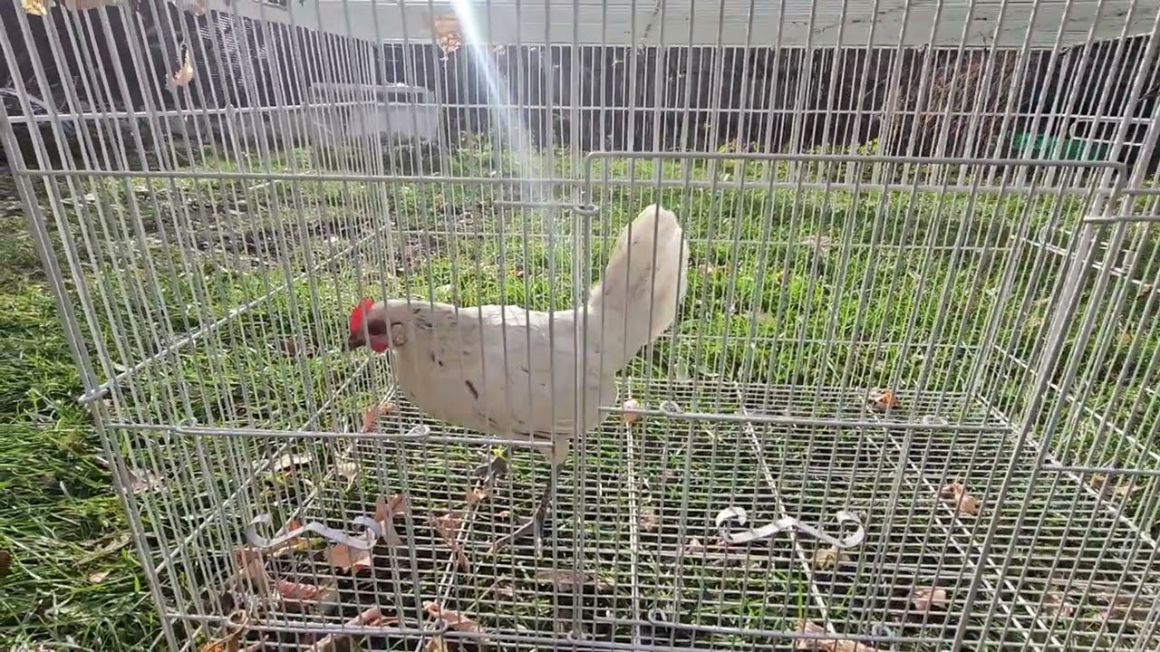 Red Jungle Fowl x White Leghorn Bantam
