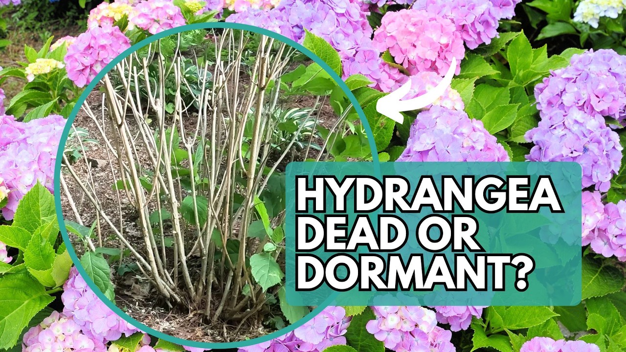 Is Your Hydrangea Dead or Dormant? | Hydrangea | Hydrangea Care