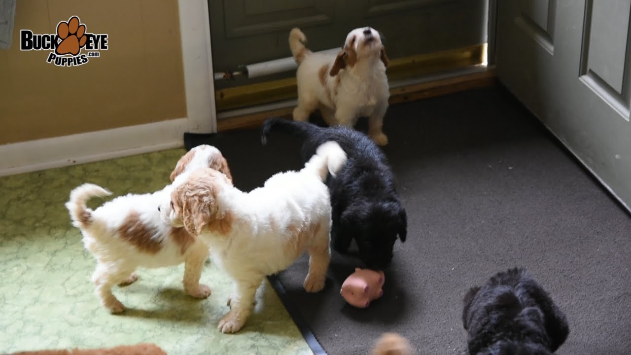 Saint Berdoodle Puppies